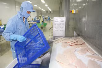 Chế biến thủy sản xuất khẩu tại Công ty cổ phần Xuất nhập khẩu thủy sản Cần Thơ (Cần Thơ) - (Ảnh: Quốc Tuấn)