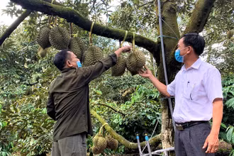 Một nhà vườn ở xã Ea Yông, huyện Krông Pắc kiểm tra vườn sầu riêng chuẩn bị bước vào thu hoạch.