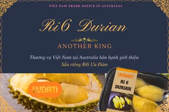 Sầu riêng Ri6 Việt Nam "cháy hàng" tại Australia