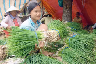Nguồn cung hành lá dồi dào của huyện Chợ Mới, tỉnh An Giang cần kết nối tiêu thụ. (Ảnh: LÊ HOÀNG VŨ)