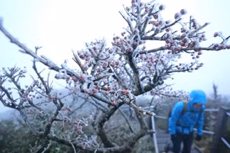 Sương giá xuất hiện ở núi Halla trên đảo Jeju, Hàn Quốc khi nhiệt độ giảm xuống gần 0 độ C trong sáng 17/10. (Ảnh: Yonhap)