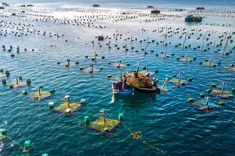 Mục tiêu đến năm 2030, diện tích nuôi biển đạt 300 nghìn ha, thể tích lồng nuôi 12 triệu m3, sản lượng nuôi biển đạt 1,45 triệu tấn. (Ảnh minh họa: TTXVN)