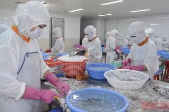 Công nhân của Công ty Cổ phần thủy sản Minh Khuê chế biến bạch tuộc. (Ảnh: VIỆT TIẾN)