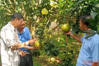 Lãnh đạo xã Hát Lót và cán bộ Phòng Nông nghiệp huyện Mai Sơn nắm tình hình tiêu thụ bưởi tại bản Nà Cang, xã Hát Lót. (Ảnh: QUỐC TUẤN)