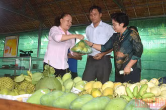 Trưng bày mặt hàng xoài tại Thuận Tân hội quán, thành phố Cao Lãnh, tỉnh Đồng Tháp