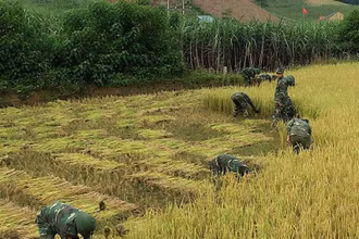 Cán bộ, chiến sĩ Đồn Biên phòng Phiêng Pằn giúp bà con gặt lúa.