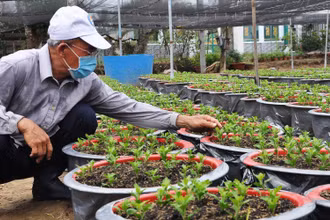 Ông Trương Văn Nhung, ấp Hội Gia, xã Mỹ Phong, TP Mỹ Tho (Tiền Giang) chăm sóc số ít hoa cúc Hà Lan mà gia đình trồng được.