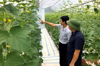 Mô hình trồng dưa lưới của Công ty Thương mại và xây dựng Đầm Hà.