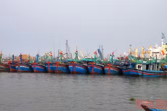 Tàu thuyền đang neo đậu trong khu vực Cảng cá Quy Nhơn, tỉnh Bình Định. 