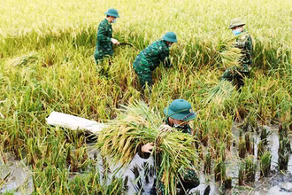 Bộ đội Biên phòng Nghệ An gặt lúa giúp dân chạy mưa bão số 5.
