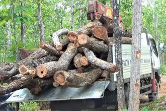 Xe vận chuyển gỗ tại khu vực rừng bị khai thác trái phép được bà Lê Thị Tuyến Vân ghi lại.
