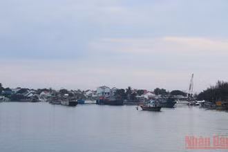 Nhiều tàu thuyền đã di chuyển vào rừng dừa Cẩm Thanh (Hội An) trú ẩn.