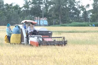 Nhân dân tỉnh Sóc Trăng thu hoạch lúa cao sản tại cánh đồng lớn.