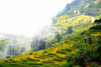 Kỳ vĩ ruộng bậc thang mùa lúa chín ở Ngải Thầu, xã A Lù (huyện Bát Xát, Lào Cai).