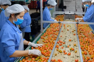 Sau khi EVFTA có hiệu lực, thuế suất nhiều loại rau quả vào EU giảm về 0%. 
