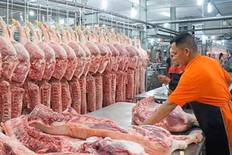 Giá lợn hơi những ngày gần đây đã tăng trở lại và dự báo sẽ còn tiếp tục tăng trong những ngày tới.