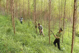 Chăm sóc rừng nguyên liệu gỗ keo tại xã Đồng Vương, huyện Yên Thế (Bắc Giang). Ảnh: VŨ SINH