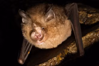 Dơi móng ngựa cỡ nhỏ Rhinolophus pusillus, một trong ba loài dơi được quan sát trong nghiên cứu. (Ảnh: New York Times)
