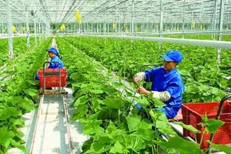 Sự phát triển của hợp tác xã tạo ra sức mạnh đa chiều phát triển kinh tế.