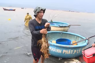 Tôm hùm chết ở phường Xuân Yên, thị xã Sông Cầu, tỉnh Phú Yên. (Ảnh: TRÌNH KẾ)