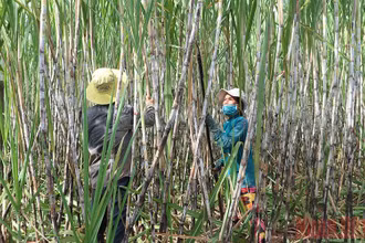 Người dân tỉnh Sóc Trăng thu hoạch mía. (Ảnh: THANH PHONG)