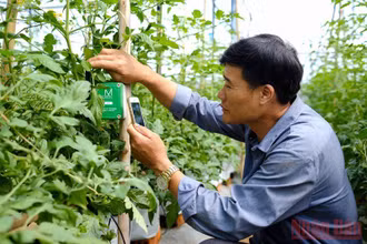 Bà con nông dân huyện Đơn Dương (Lâm Đồng) ứng dụng khoa học công nghệ vào sản xuất nông nghiệp. (Ảnh: VĂN BẢO)