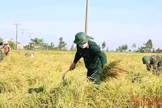 Cán bộ, chiến sĩ Ban chỉ huy Quân sự huyện Kiến Xương (tỉnh Thái Bình) xuống đồng gặt lúa giúp dân.