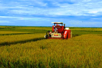 Nông dân Quảng Bình thu hoạch lúa đông xuân.