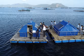 Đại học Công nghệ Sydney (UTS) và Đại học Bách khoa TP Hồ Chí Minh đã ứng dụng và chỉnh sửa công nghệ quan trắc nước của UTS thành phiên bản dành riêng cho Việt Nam. Bốn trạm quan trắc đã được xây dựng ở Phú Yên, cung cấp cảnh báo về chất lượng nước biển trong thời gian thực cho người nuôi tôm hùm và giúp họ bảo vệ mùa màng.