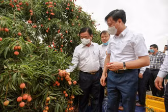 Bộ trưởng Lê Minh Hoan thăm vườn vải tại Hải Dương ngày 18-5.