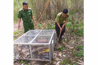 Các lực lượng chức năng tiến hành thả số kỳ đà vân đã tịch thu về môi trường tự nhiên.