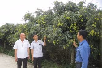 Thăm vườn vải lai chín sớm ở xã Tam Đa, huyện Phù Cừ, tỉnh Hưng Yên.