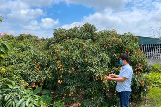 Diện tích vải quả ở Thanh Hà hầu hết được chăm sóc theo tiêu chuẩn VietGAP.