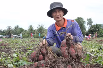 Nông dân Nguyễn Văn Ngà xót xa nhìn những củ khoai lang đẹp nhưng giá quá thấp. 