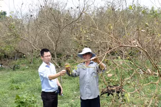 Nhiều vườn cây bị bọ cánh cứng tấn công ở Bình Phước