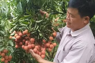  Phía Nhật Bản đã chính thức ủy quyền cho cơ quan kiểm dịch thực vật của Việt Nam giám sát vải thiều xuất khẩu sang thị trường Nhật Bản