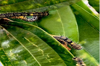 Sâu hại ăn lá quế ở Bảo Yên (Lào Cai).