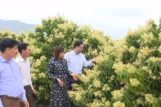 Cán bộ huyện Lục Ngạn, Bắc Giang khảo sát cây vải thiều khi ra hoa.