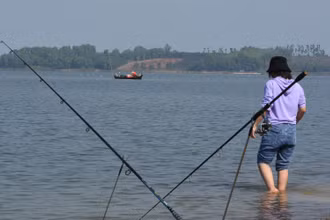 Một gốc hồ Trị An.