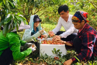Nông dân Lục Ngạn (Bắc Giang thu hoạch vải thiều. Ảnh: Báo Bắc Giang.