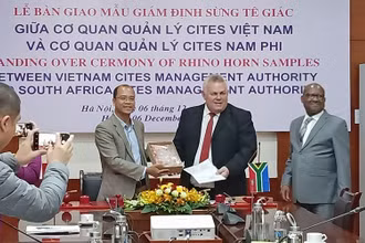 Bàn giao mẫu giám định sừng tê giác giữa cơ quan quản lý Cites Việt Nam và Cơ quan quản lý Cites Nam Phi.