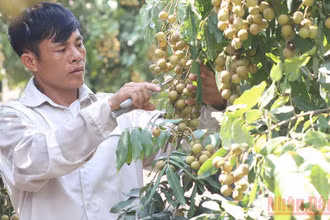 Người nông dân mong muốn được hỗ trợ tiêu thụ.