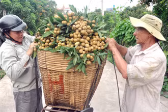 Nông dân Hưng Yên thu hoạch nhãn.