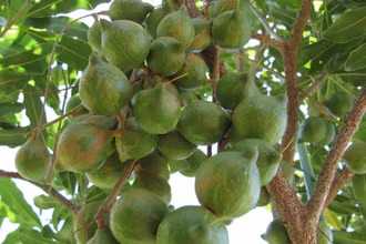 Phát triển bền vững cây mắc ca