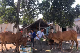 Nông dân Khmer ở huyện Tân Châu nuôi bò.