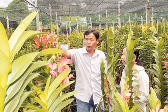 Vườn trồng lan cấy mô tại Khu nông nghiệp công nghệ cao Củ Chi, TP Hồ Chí Minh.