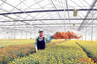 Hệ thống vận chuyển hoa hiện đại tại trang trại của Công ty Dalat Hasfarm (Lâm Đồng) giúp giải phóng sức lao động cho công nhân trong thu hoạch.