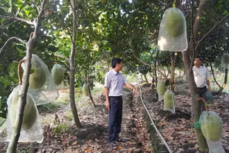 Lượng lớn nông sản của các tỉnh, thành phố phía nam tiêu thụ nhờ ứng dụng thương mại điện tử.