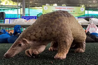 Một con tê tê được hải quan Thái Lan tịch thu từ những kẻ buôn bán động vật hoang dã. Ảnh: Reuters