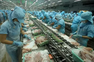 Ngành thủy sản đối mặt với nhiều khó khăn thách thức trong những tháng cuối năm. (ảnh TTXVN)